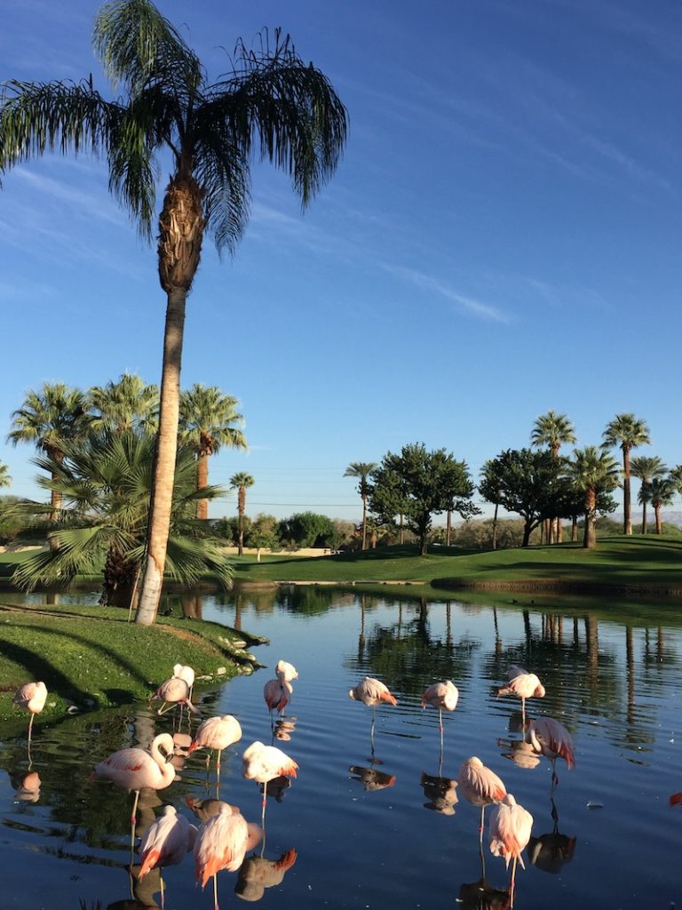 Flamingos at Marriott Palm Springs